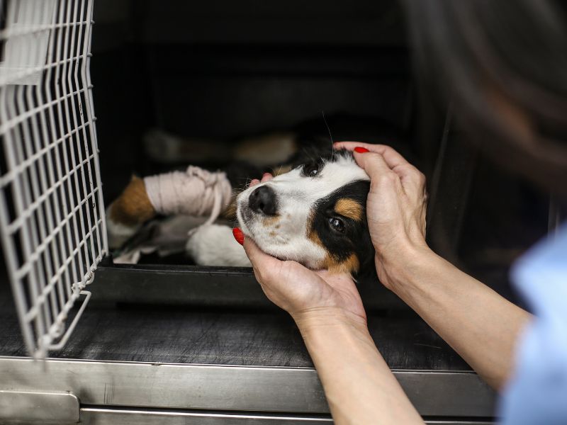 Dealing with Car Sickness in Dogs