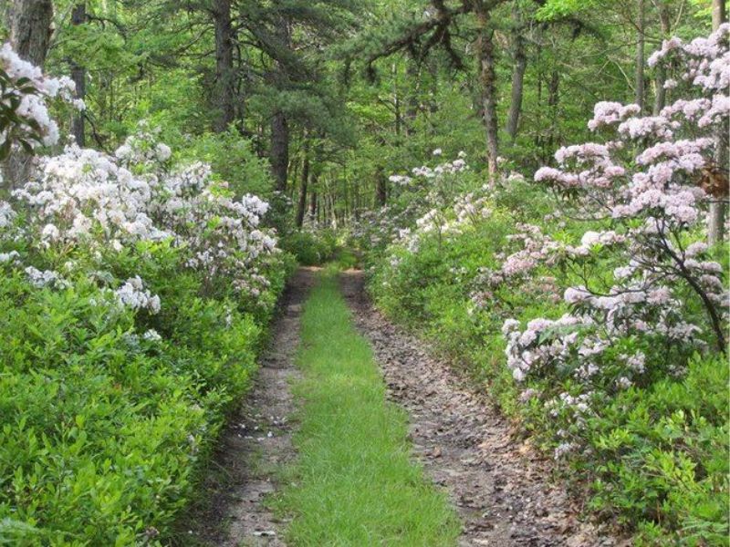 Brush Creek State Forest