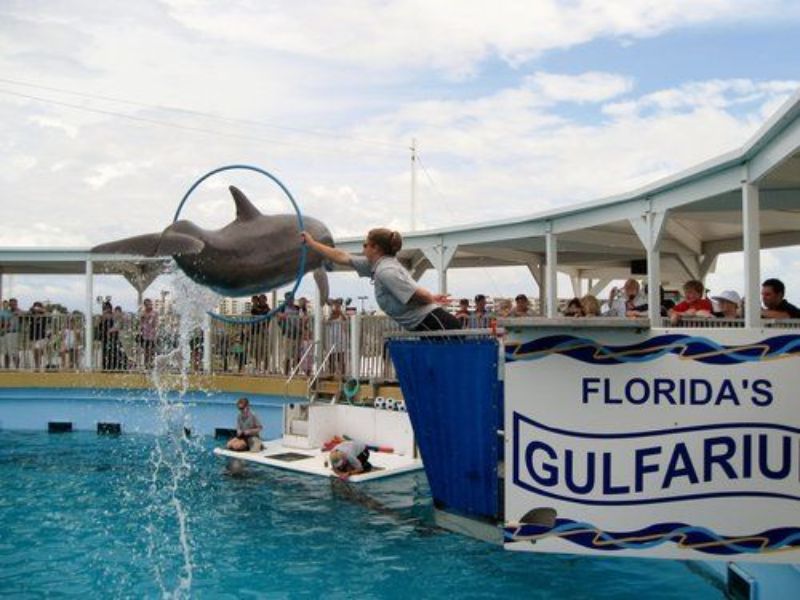 Explore the Gulfarium Marine Adventure Park