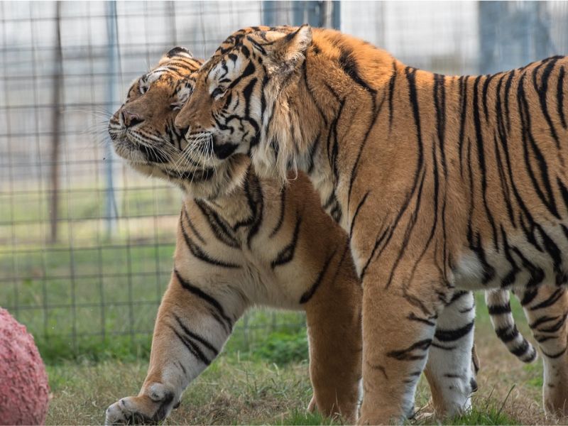 Turpentine Creek Wildlife Refuge