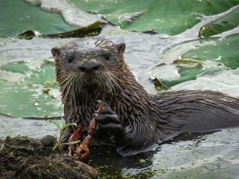 Loess Bluffs National Wildlife Refuge