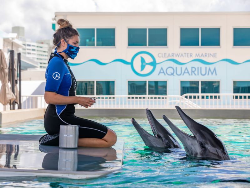 Discover the Clearwater Marine Aquarium