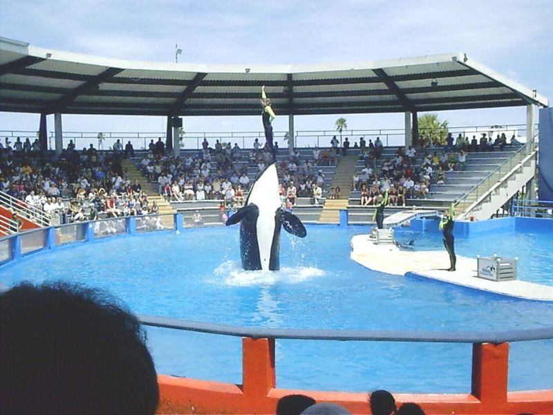 Explore the Miami Seaquarium