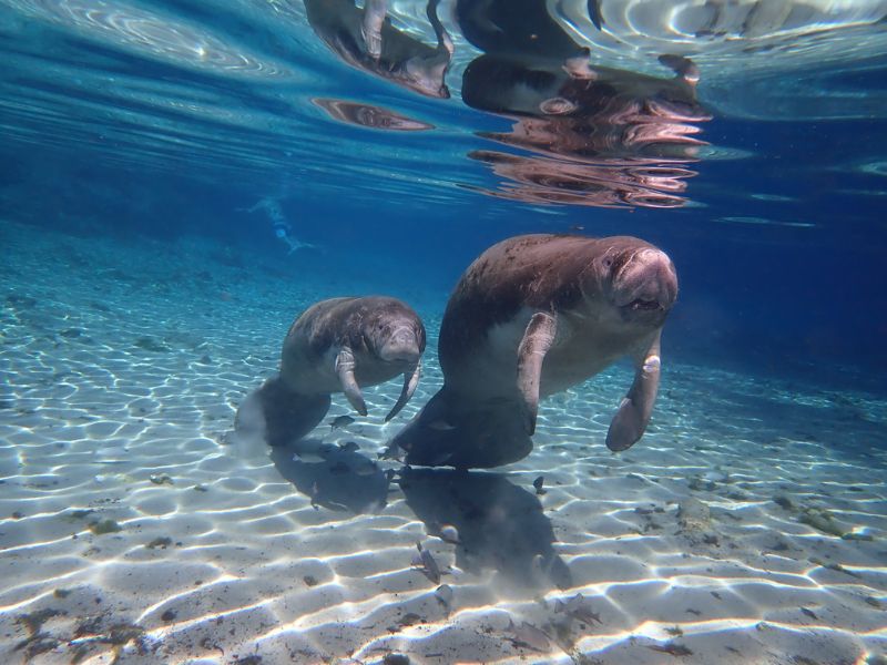 Swim with Manatees at Crystal River